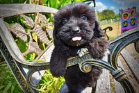 Kipper, a male Havanese and Havapoo for sale in Marshfield, MO – 6 of 10