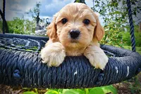 Abbie, a female Havanese and Poodle - Toy  for sale in Marshfield, MO – 4 of 10