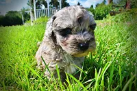 Huggles, a male Havanese and Poodle - Toy  for sale in Marshfield, MO – 4 of 10