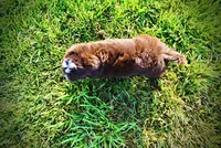 Emma, a female Havanese and Poodle - Toy  for sale in Marshfield, MO – 5 of 10
