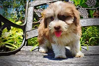 Doodles, a male Havanese and Poodle - Toy  for sale in Marshfield, MO – 3 of 10