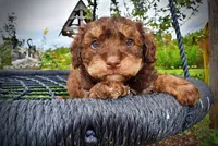 Valentino, a male Havanese and Poodle - Toy  for sale in Marshfield, MO – 9 of 10