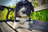 Trixie-SUMMER SALE!!  $100 off listed price!!, a female Havanese and Poodle - Toy  for sale in Marshfield, MO – 2 of 9
