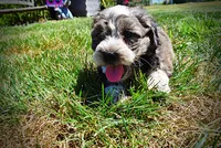 Icon, a male Havanese and Poodle - Toy  for sale in Marshfield, MO – 7 of 10