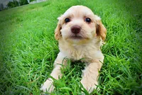 Alfie, a male Havanese and Poodle - Toy  for sale in Marshfield, MO – 7 of 7