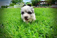 Sugar, a female Havanese and Poodle - Toy  for sale in Marshfield, MO – 6 of 10