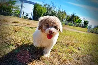 Noodles, a female Havapoo for sale in Marshfield, MO – 7 of 10
