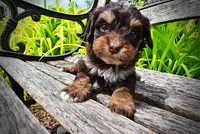 Vixen, a female Havanese and Poodle - Toy  for sale in Marshfield, MO – 2 of 10