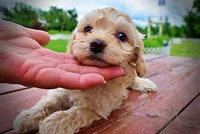Armani, a male Havanese and Poodle - Toy  for sale in Marshfield, MO – 10 of 10