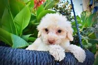 Leo, a male Havapoo for sale in Marshfield, MO – 2 of 9