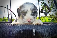 Skye-SUMMER SALE!!  $100 off listed price!!, a female Havanese and Poodle - Toy  for sale in Marshfield, MO – 3 of 10