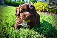 Chewy, a male Havanese and Poodle - Toy  for sale in Marshfield, MO – 2 of 10