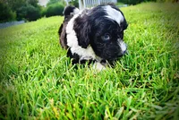 Savvy-SUMMER SALE!!  $100 off listed price!!, a female Havanese and Poodle - Toy  for sale in Marshfield, MO – 7 of 10