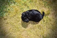 Isabella-LABOR DAY SALE-TAKE $100 OFF!!!, a female Havanese and Poodle - Toy  for sale in Marshfield, MO – 6 of 10