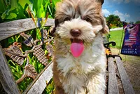 Domino, a male Havanese and Poodle - Toy  for sale in Marshfield, MO – 2 of 10