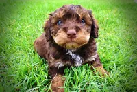 Valentino, a male Havanese and Poodle - Toy  for sale in Marshfield, MO – 8 of 10