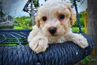 Andy, a male Havanese and Poodle - Toy  for sale in Marshfield, MO – 5 of 9