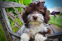 Diva, a female Havanese and Poodle - Toy  for sale in Marshfield, MO – 3 of 10