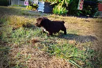 Latte, a male Havapoo for sale in Marshfield, MO – 10 of 10