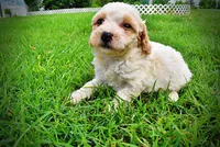 Ashley, a female Havanese and Poodle - Toy  for sale in Marshfield, MO – 8 of 10