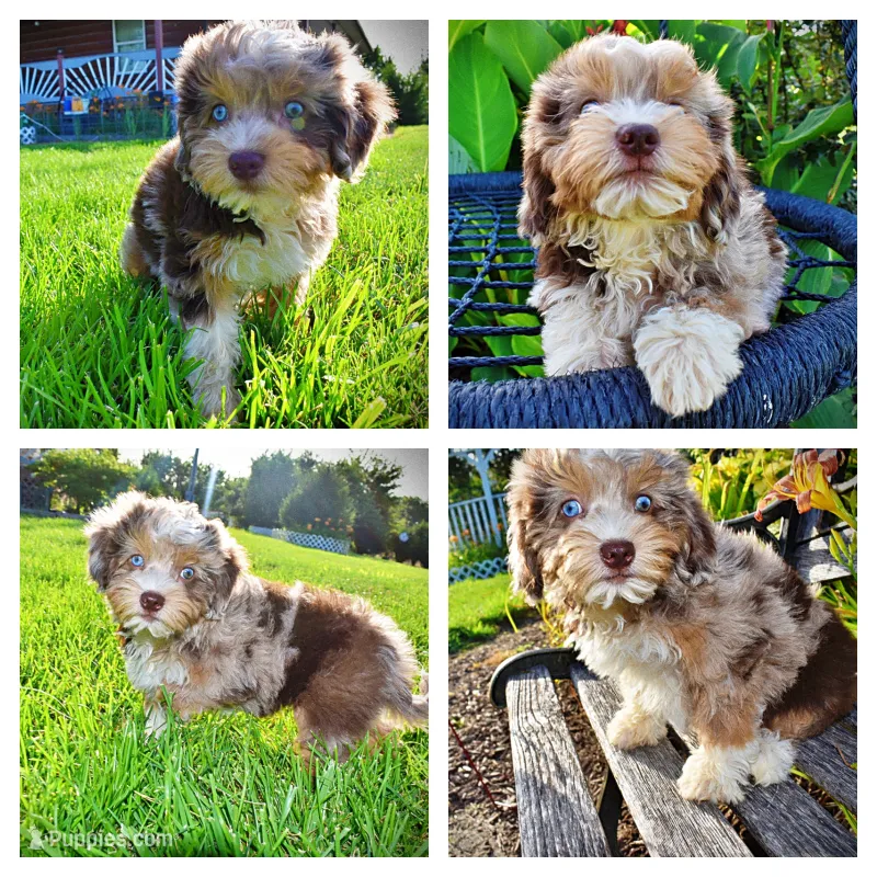 Elektra – Havanese, Poodle - Toy  puppy for sale in Marshfield, MO