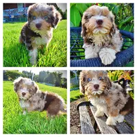 Elektra, a female Havanese and Poodle - Toy  for sale in Marshfield, MO – 1 of 10