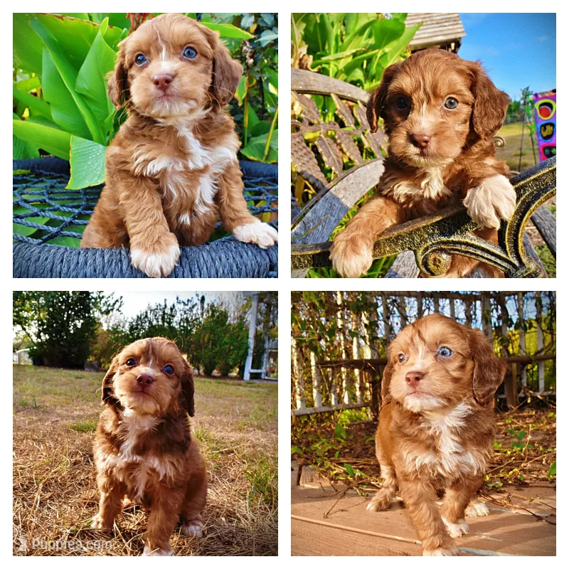 Murphy – Havapoo puppy for sale in Marshfield, MO