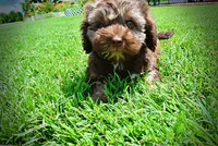 Frisco, a male Havanese and Poodle - Toy  for sale in Marshfield, MO – 6 of 10