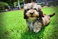 Fancy, a female Havanese and Poodle - Toy  for sale in Marshfield, MO – 7 of 10
