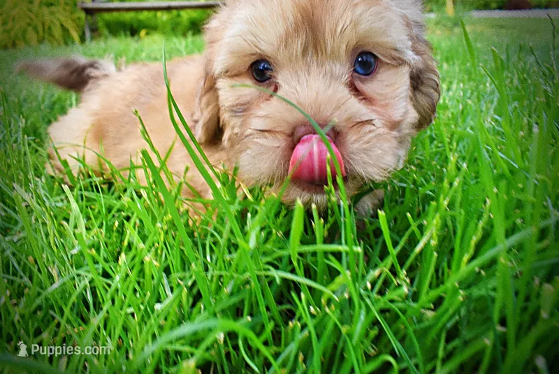 Presto – Havanese, Poodle - Toy  puppy for sale in Marshfield, MO