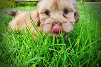 Presto-MEMORIAL DAY SALE-$150 OFF!!, a male Havanese and Poodle - Toy  for sale in Marshfield, MO – 1 of 10