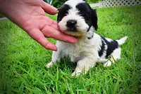 Shadow, a male Havanese and Poodle - Toy  for sale in Marshfield, MO – 6 of 10
