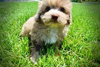 Eartha, a female Havanese and Poodle - Toy  for sale in Marshfield, MO – 7 of 10