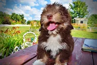 Elvira, a female Havanese and Poodle - Toy  for sale in Marshfield, MO – 8 of 10
