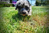 Indy, a male Havanese and Poodle - Toy  for sale in Marshfield, MO – 7 of 10