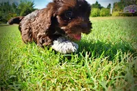 Jackson-LABOR DAY SALE-TAKE $100 OFF!!!, a male Havanese and Havapoo for sale in Marshfield, MO – 4 of 10