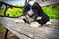 Scout, a male Havanese and Poodle - Toy  for sale in Marshfield, MO – 3 of 9