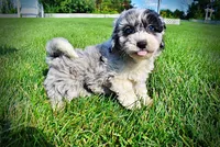 Bluebelle, a female Havanese and Poodle - Toy  for sale in Marshfield, MO – 5 of 9