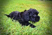 Harmony-LABOR DAY SALE-TAKE $100 OFF!!!, a female Havanese and Poodle - Toy  for sale in Marshfield, MO – 7 of 10