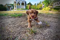 Muppet, a male Havapoo for sale in Marshfield, MO – 3 of 10