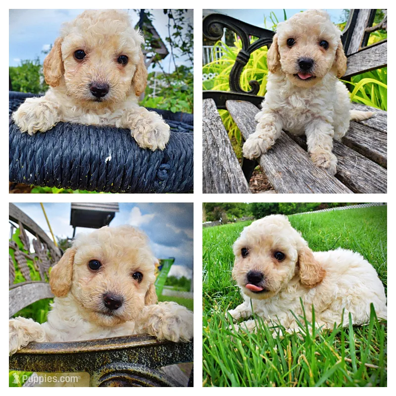 Avalon – Havanese, Poodle - Toy  puppy for sale in Marshfield, MO