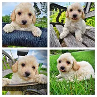 Avalon, a female Havanese and Poodle - Toy  for sale in Marshfield, MO – 1 of 10