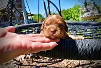 Ringo, a male Havanese and Poodle - Toy  for sale in Marshfield, MO – Photo 1 of 8