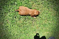 Ringo, a male Havanese and Poodle - Toy  for sale in Marshfield, MO – Photo 7 of 8