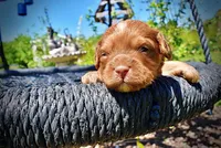 Ringo, a male Havanese and Poodle - Toy  for sale in Marshfield, MO – Photo 3 of 8