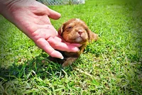 Ringo, a male Havanese and Poodle - Toy  for sale in Marshfield, MO – Photo 6 of 8