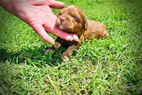 Ringo, a male Havanese and Poodle - Toy  for sale in Marshfield, MO – Photo 8 of 8