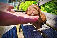 Ringo, a male Havanese and Poodle - Toy  for sale in Marshfield, MO – Photo 2 of 8