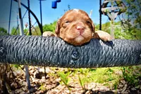 Ringo, a male Havanese and Poodle - Toy  for sale in Marshfield, MO – Photo 5 of 8