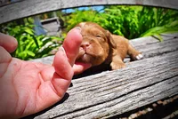 Ringo, a male Havanese and Poodle - Toy  for sale in Marshfield, MO – Photo 4 of 8